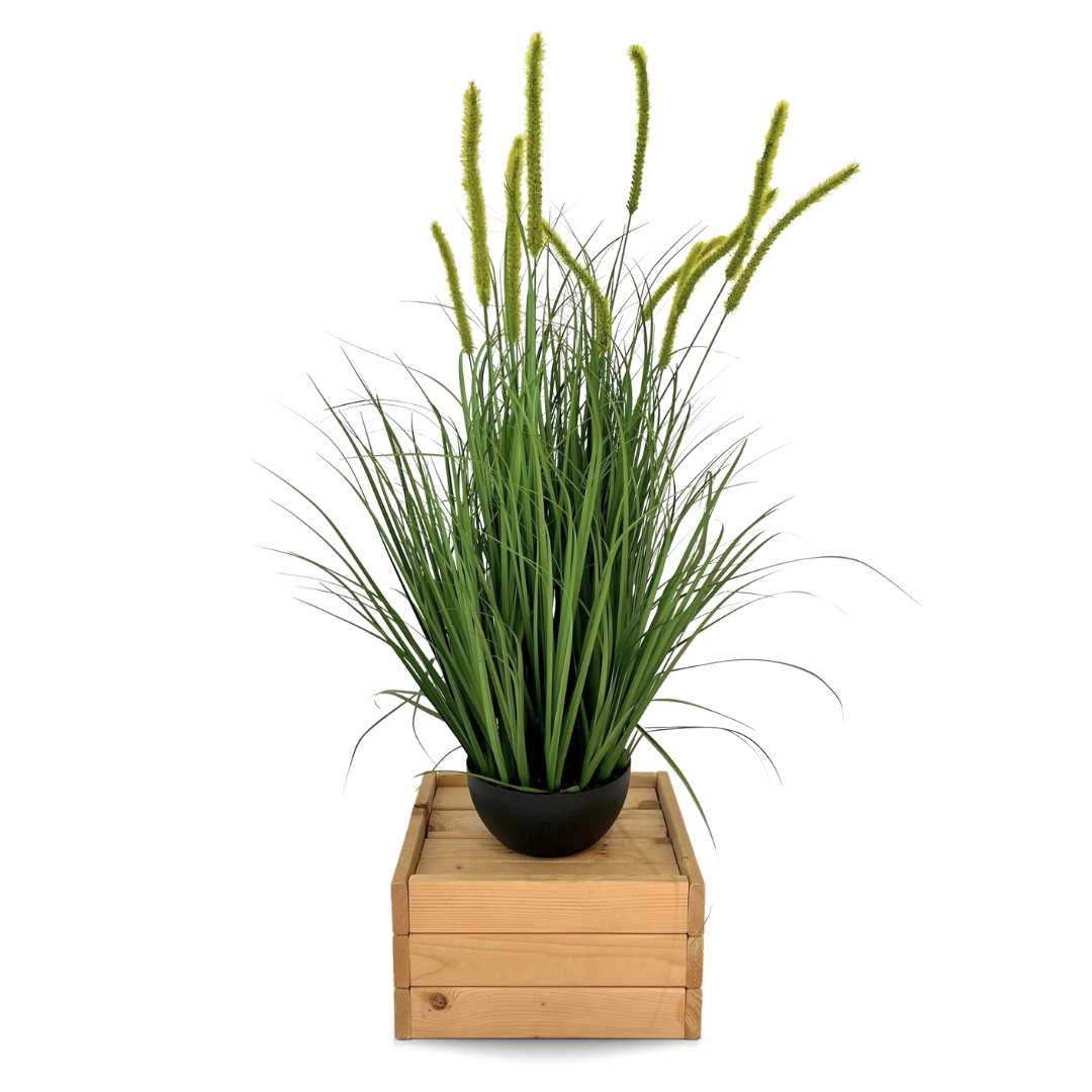 Potted Grass Plant
