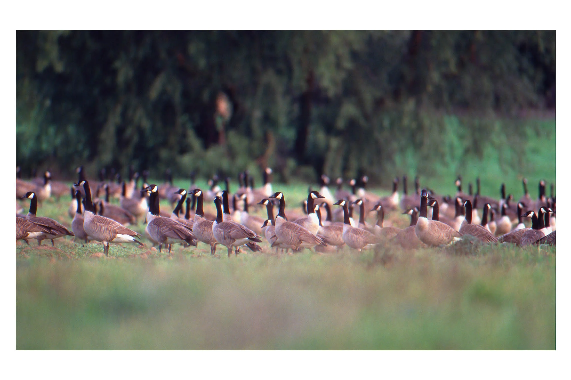 Canada Goose at Hansen Dam, CA