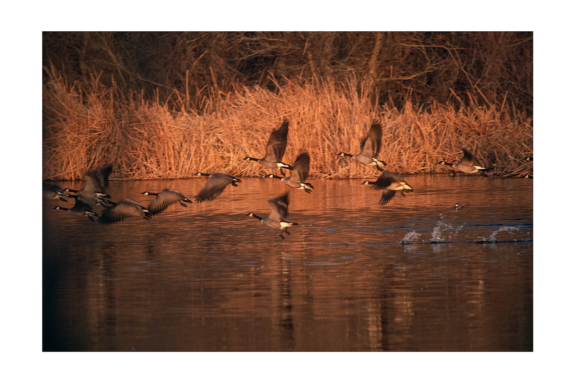 Canada Goose at Hansen Dam for Audubon Society
