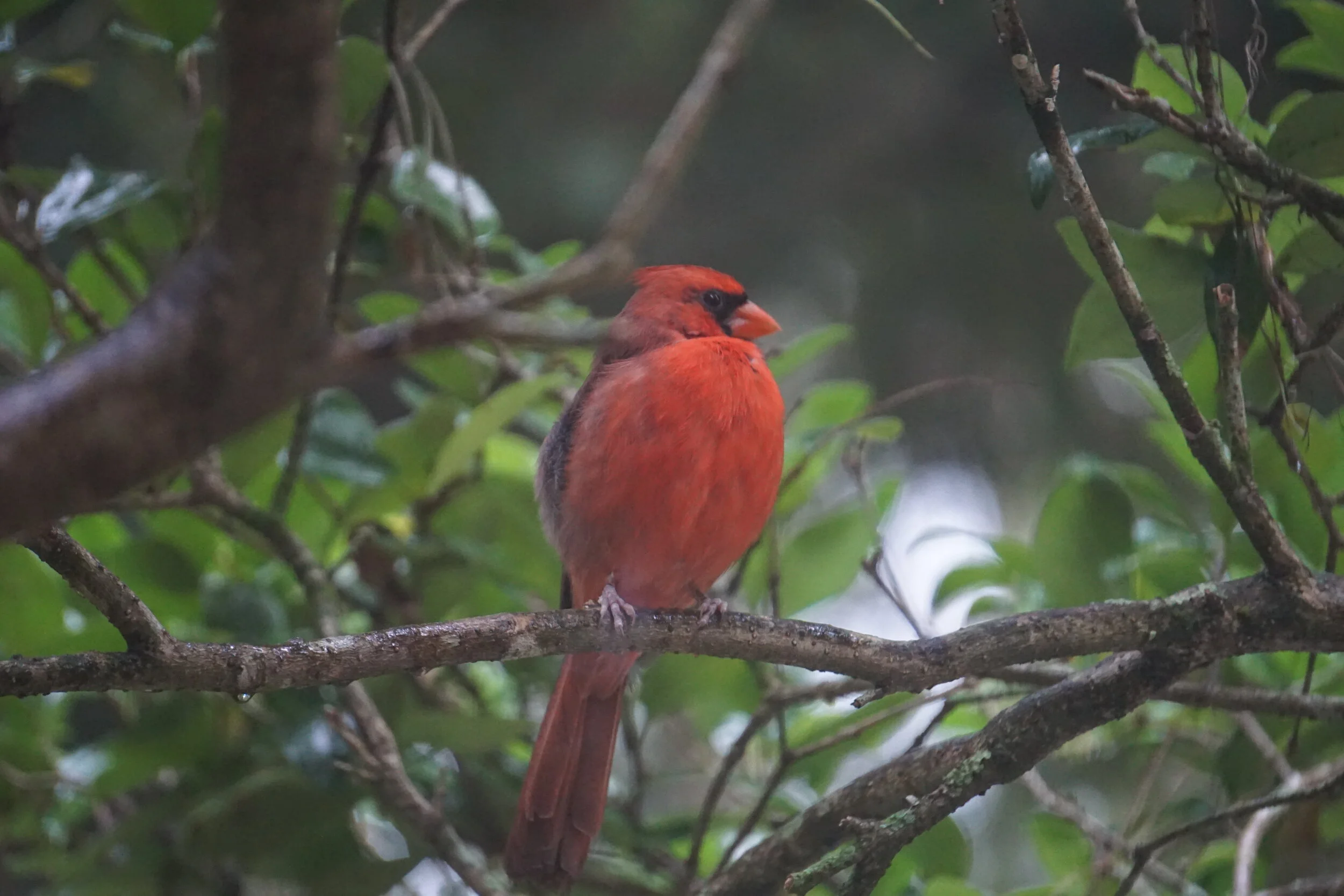 DSC00004.JPG