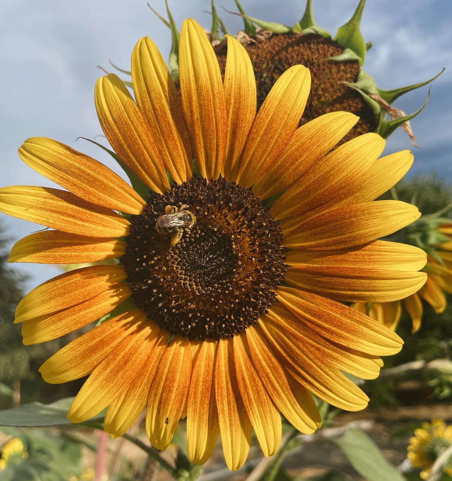 my favorite time of the year, the days between summer and fall. 
knowing what's coming...
the collective and beautiful shedding. 
a reminder to let go. 

let go of narratives that no longer serve. 
let go of energies that no longer align. 

release a