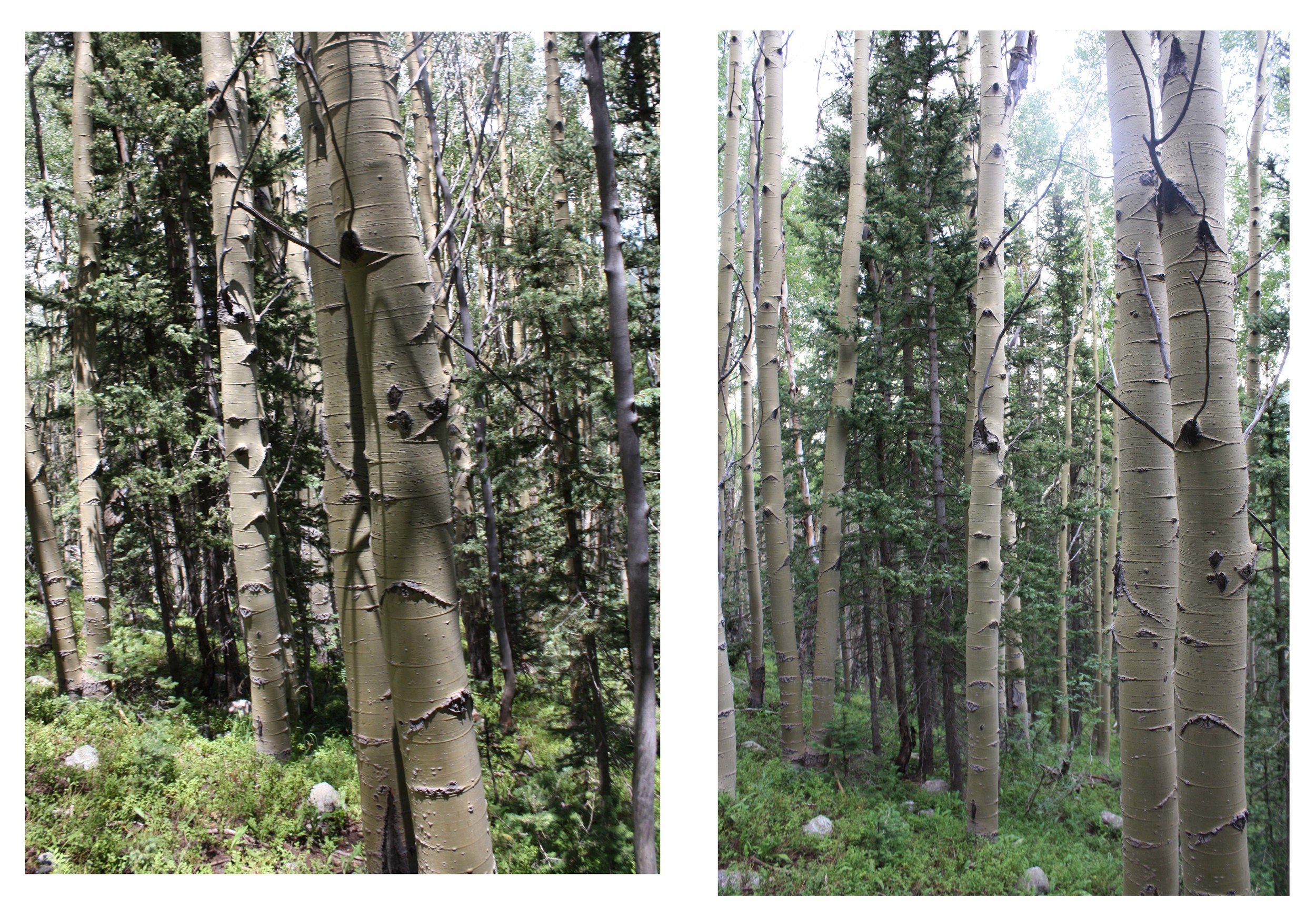 Left side - sunny & dark shawdows kinda ruin this shot. Later on, after monsoon clouds rolled in, the forest seemed to glow with lovely light.