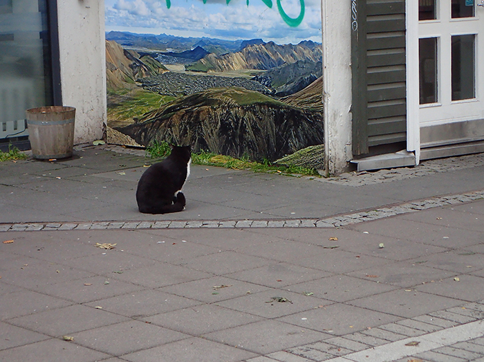 Cat staring at painting in Reykjavik, Iceland.