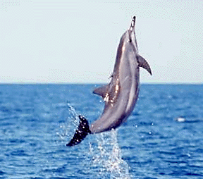 Paddling with Spinner Dolphins