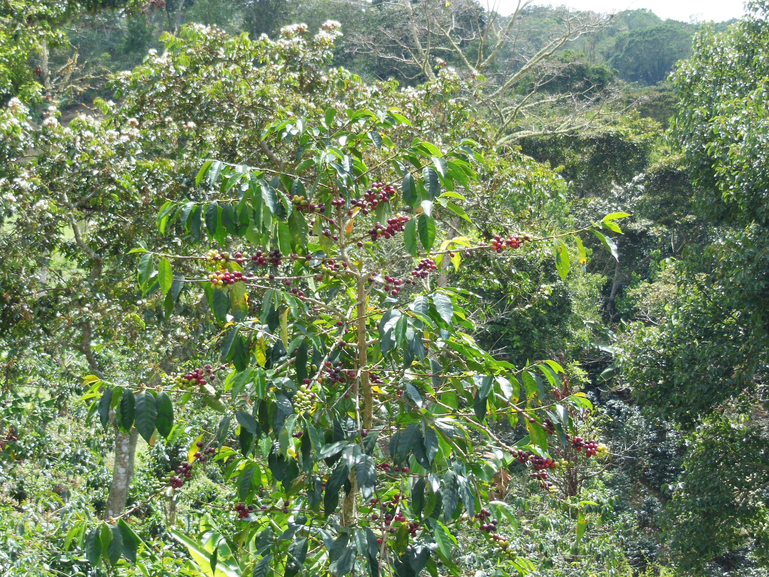 Coffee Plant_ Flor de Sapote.JPG