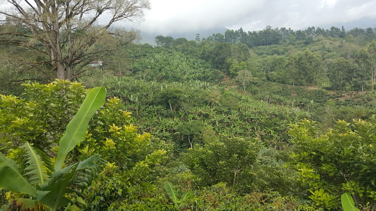 The Tarrazu region sustainable growing area in Costa Rica. Our medium-bodied, citrus noted coffee, La Pastora, hails from this region.