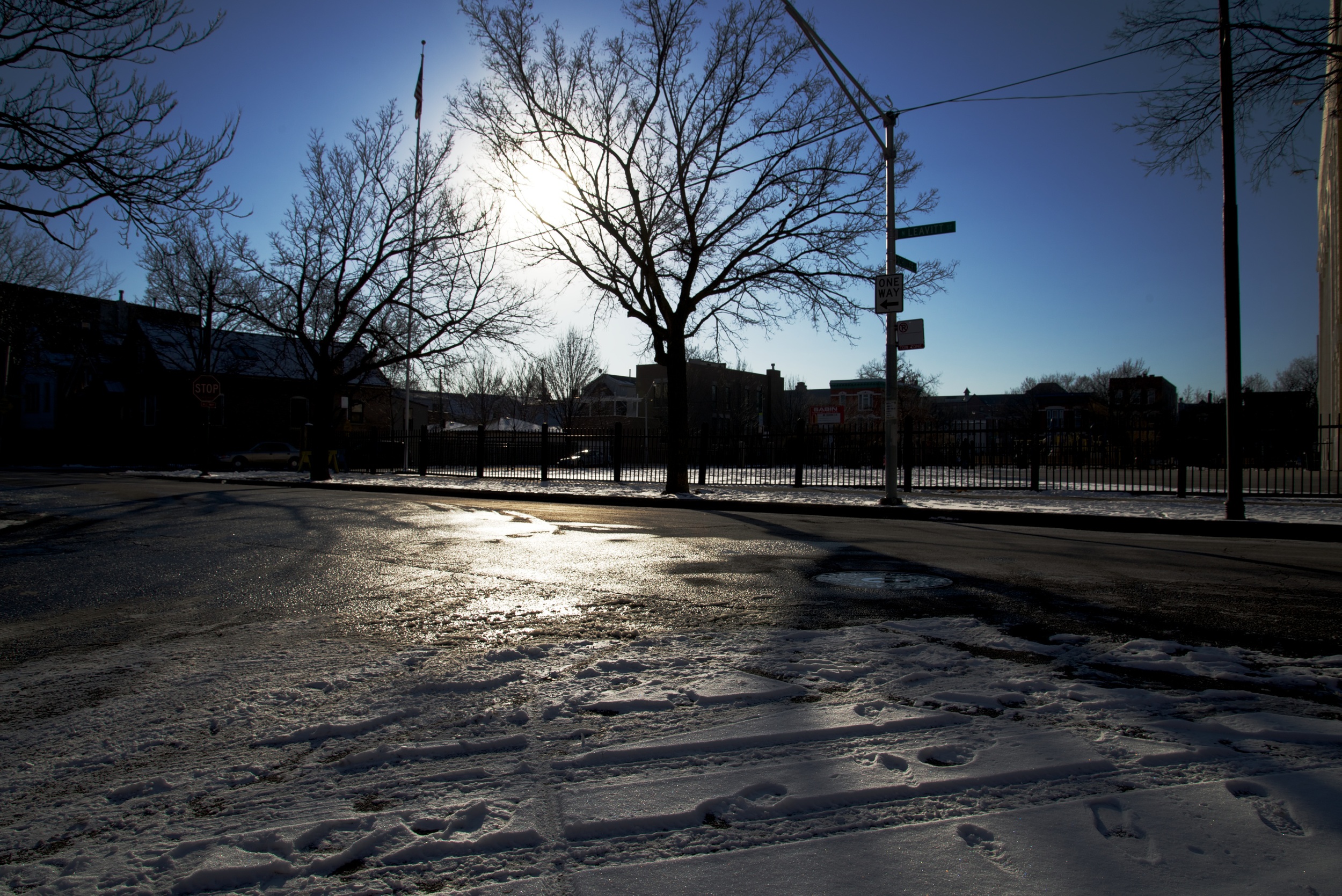 Trees In The Pavement