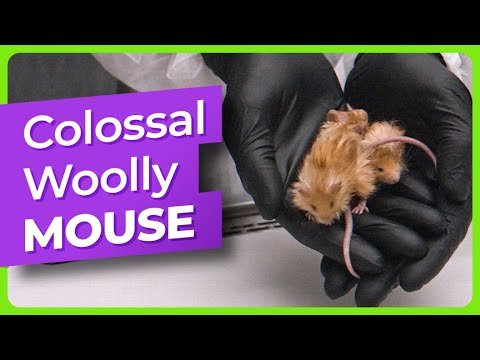 Colossal Woolly Mouse Goes Viral on Path to Mammoth De-Extinction