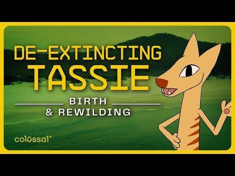 Tasmanian Tiger Rebirth and Rewilding | Episode 4 | Colossal Biosciences