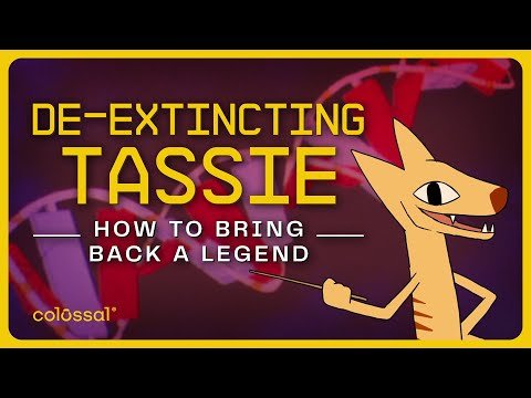 How to Bring Back the Tasmanian Tiger | Episode 3 | Colossal Biosciences