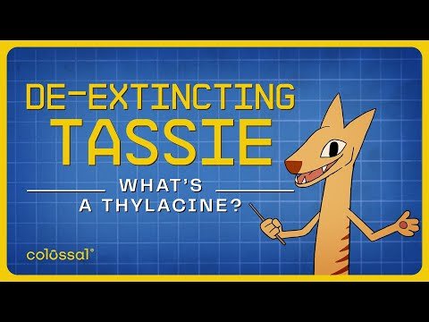 What's a Thylacine or Tasmanian Tiger? | Episode 1 | Colossal Biosciences