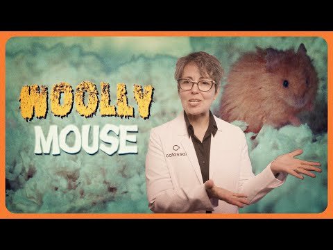 The Colossal Woolly Mouse and the Steps to Making a Woolly Mammoth