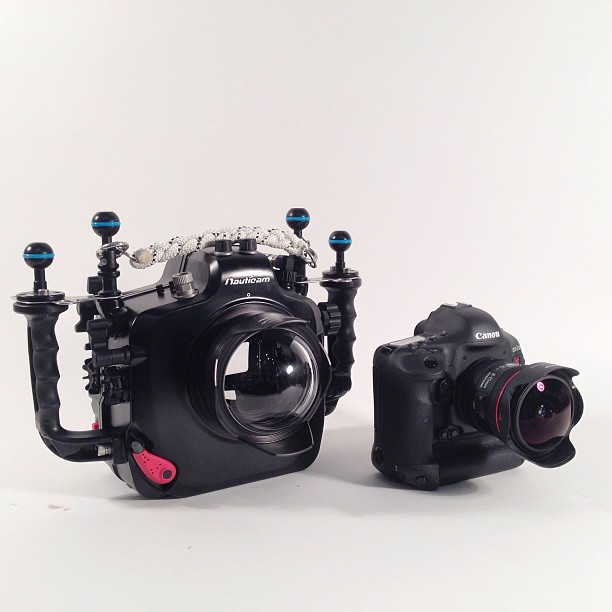 Welcome to the newest members of the family! #Canon #1DC #Nauticam #underwater