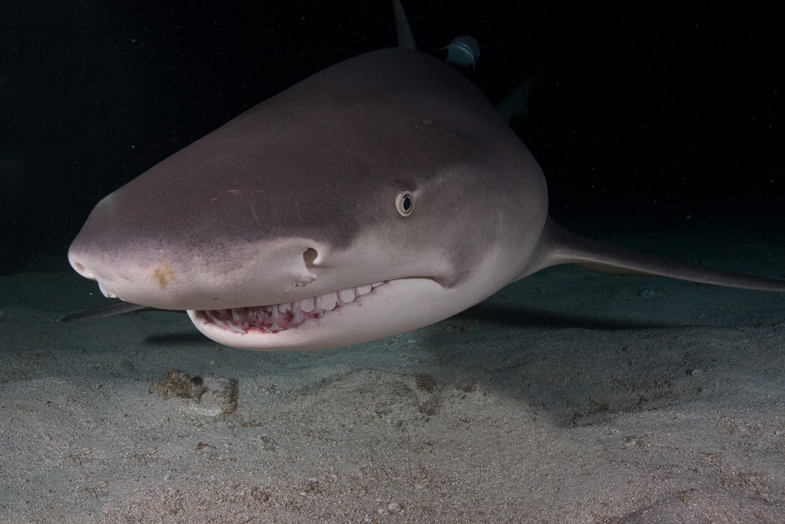 Sharks of the Bahamas