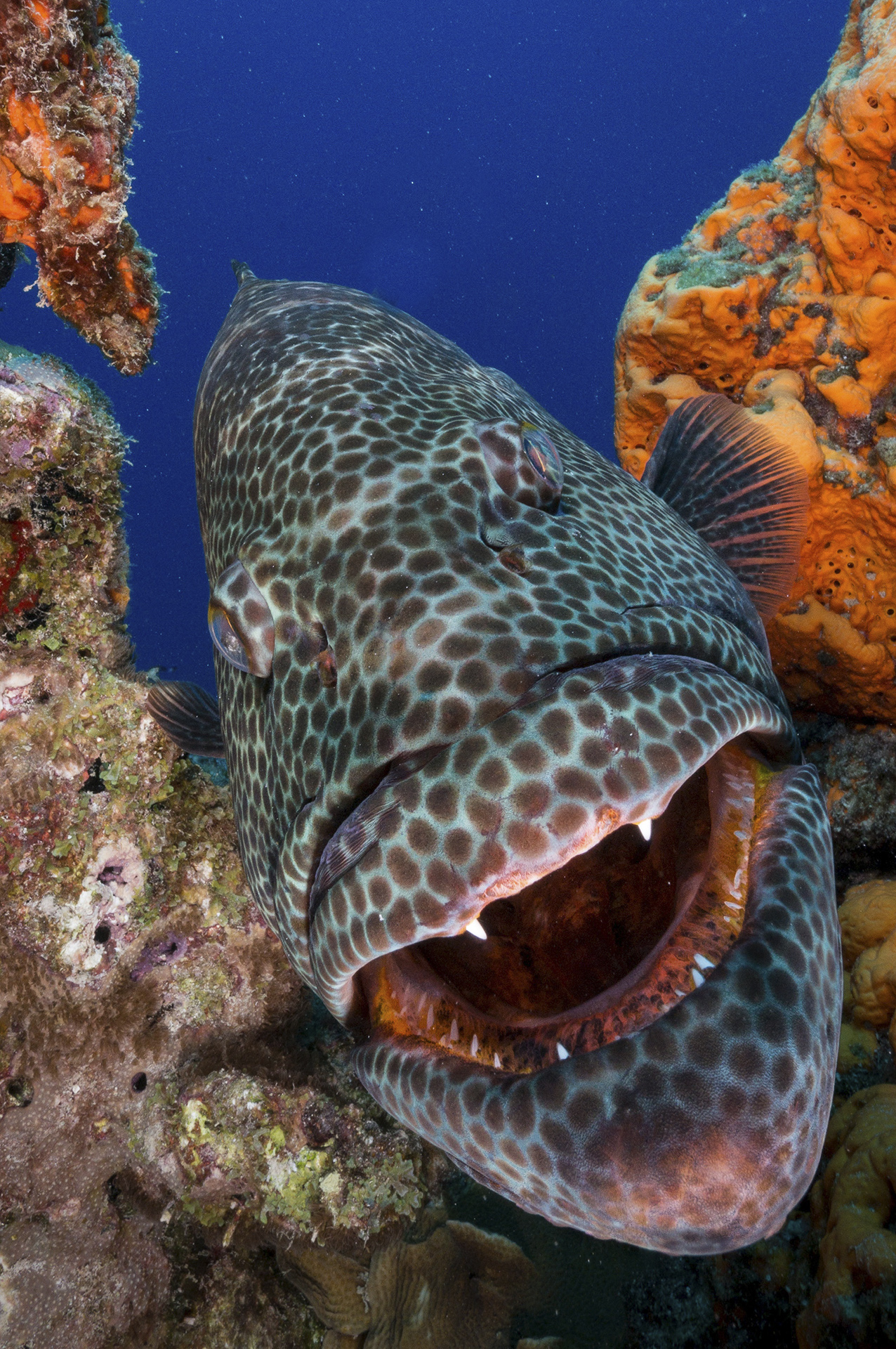 Face to Face with a Tiger Grouper 