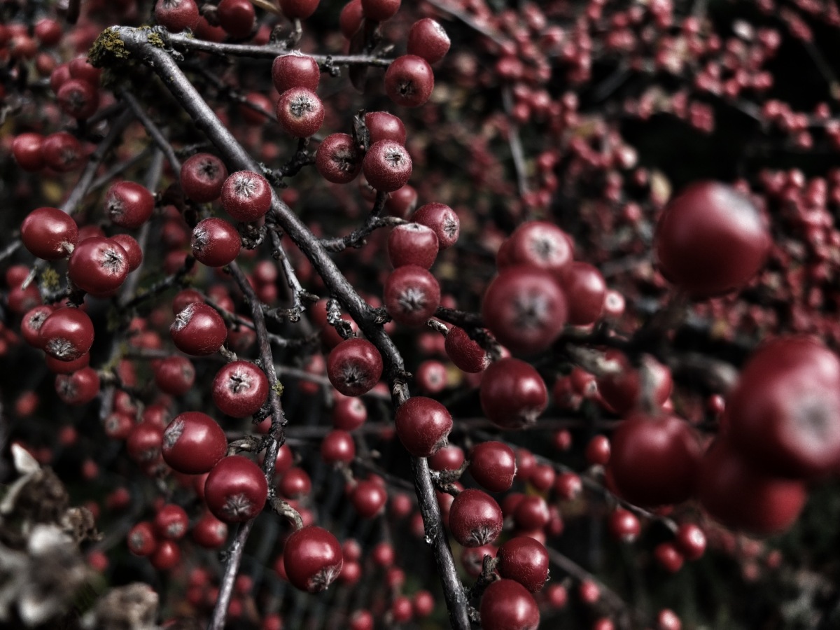 2011-12-20 at 12-04-39 winter berries branch bare.jpeg