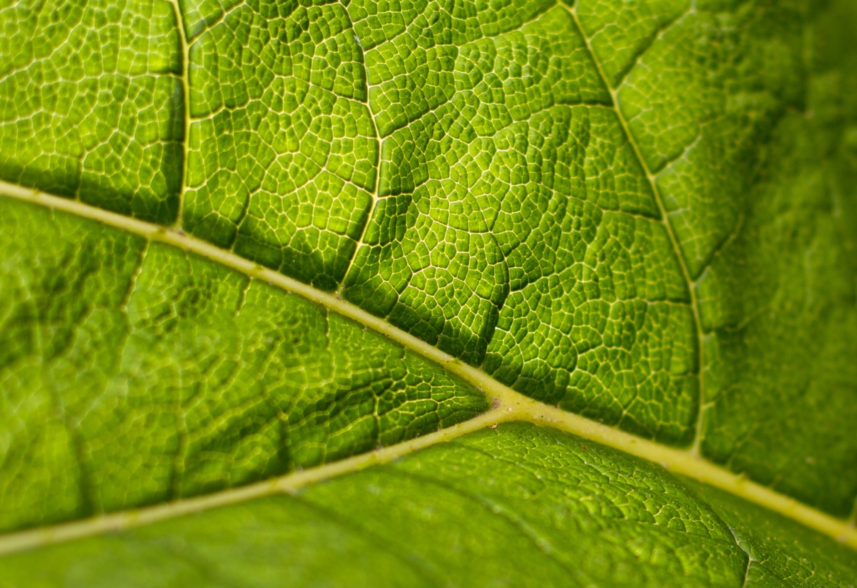 2010-05-29 at 13-50-27 green leaf plant light.jpg