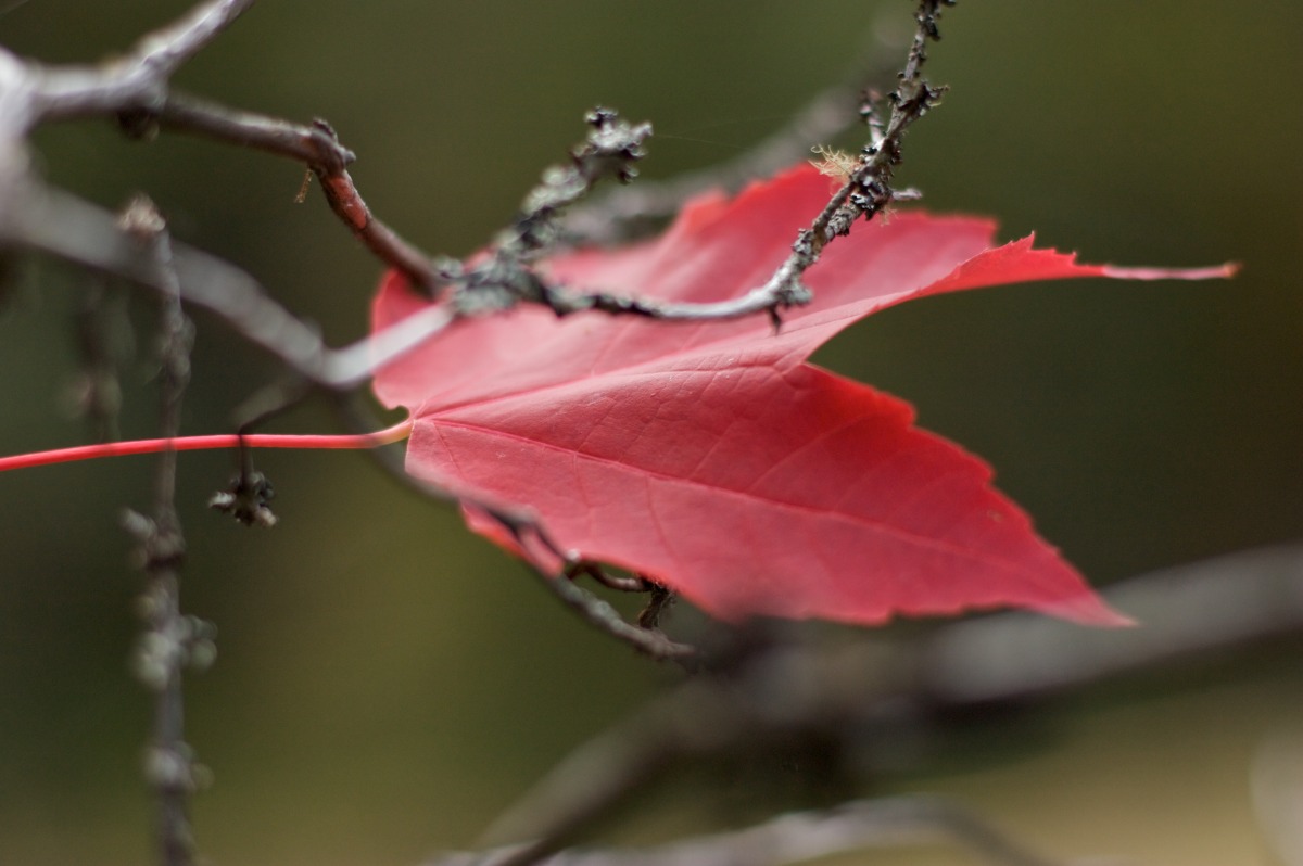 2009-10-10 at 11-23-54 leaf maple red canada symbol.jpg