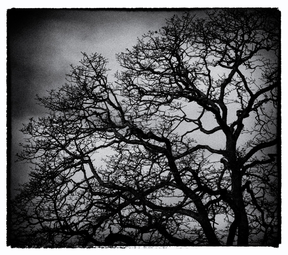 2012-02-05 at 08-51-14 bare branches looking up scarey threatening trees winter.jpg