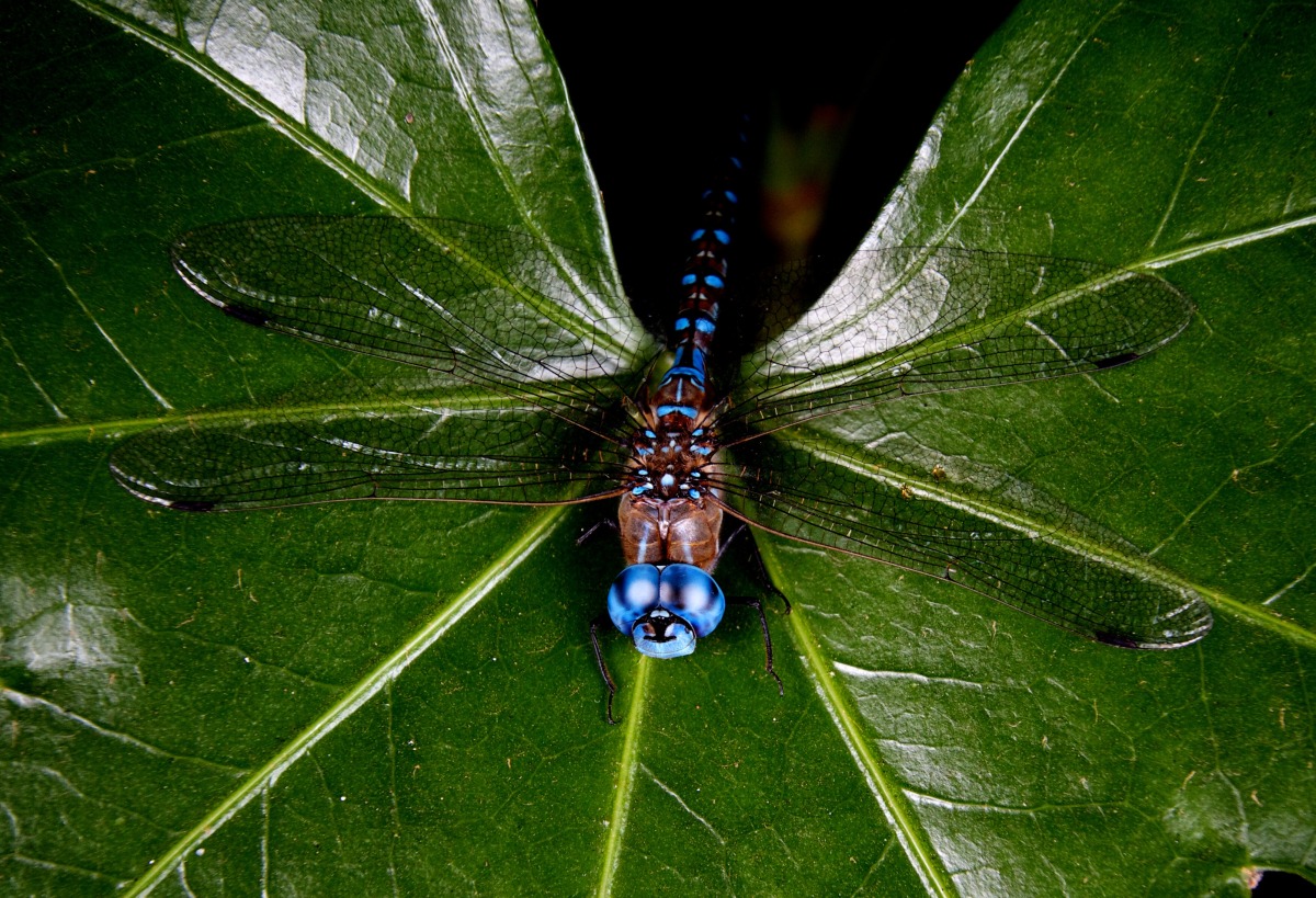 2012-08-13 at 07-49-47 blue, dragonfliy, insect, leaf, macro, wings .jpg