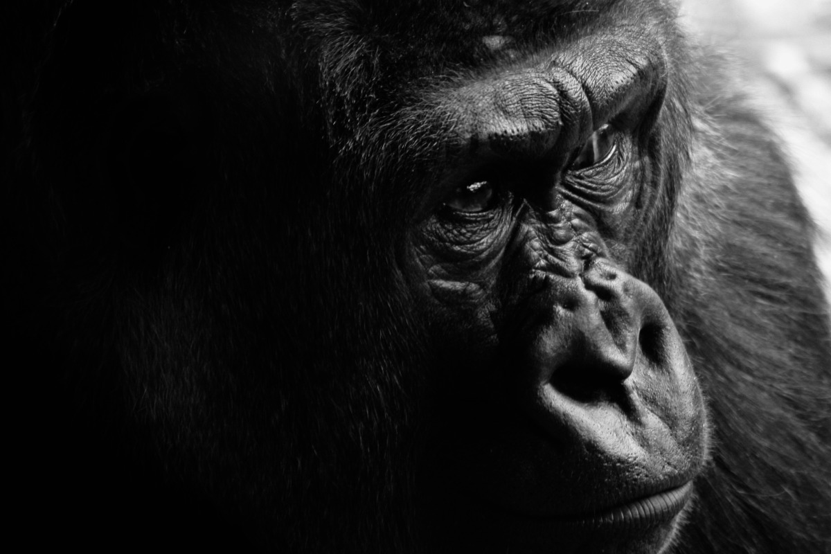 2009-05-25 at 11-38-18 dark gorilla intense primate seattle zoo stare wild.jpg