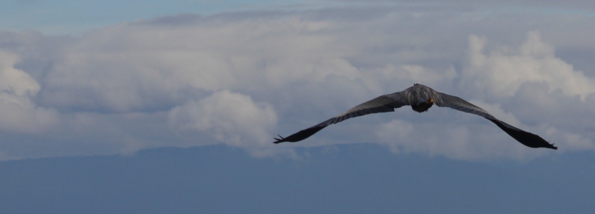 2010-05-24 at 10-42-25 animal birds flight flying great blue heron newcastle island.jpg