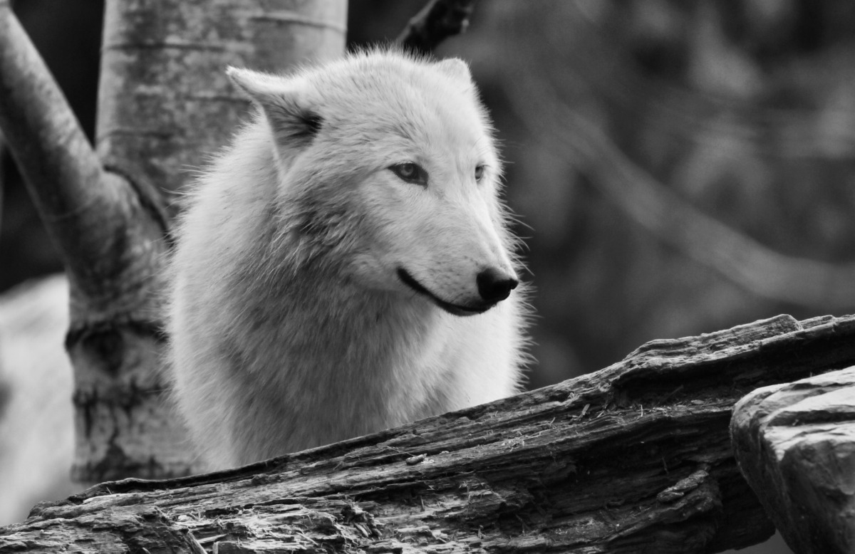 2012-03-22 at 10-36-31 wolf, wild, eyes, white, animal.jpg