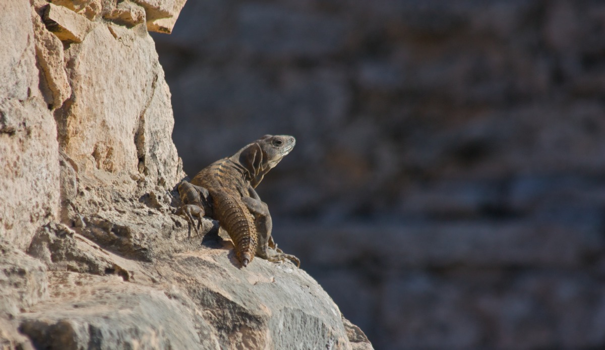 2011-03-16 at 15-14-31 animal, iguana, lizard, mexico, rocks, sun, tulum.jpg