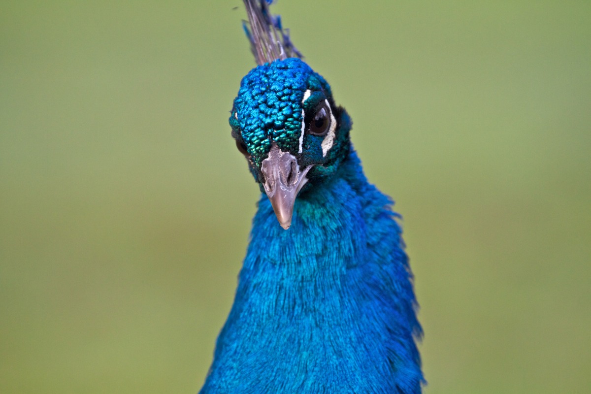 2012-02-05 at 09-08-16 beak bird blue crown eyes feathers peacock stare.jpg
