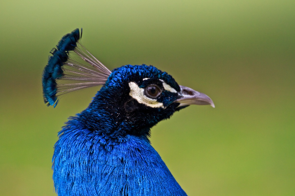 2012-02-05 at 09-06-47 beak bird blue crown eyes feathers peacock stare.jpg