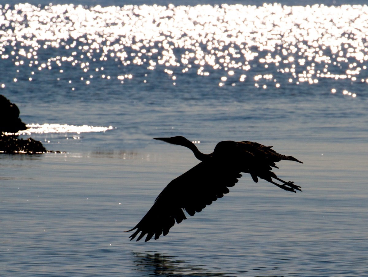 2012-08-17 at 07-51-58 flight, great blue heron, nanaimo, ocean, shine, silhouette, sparkle.jpg