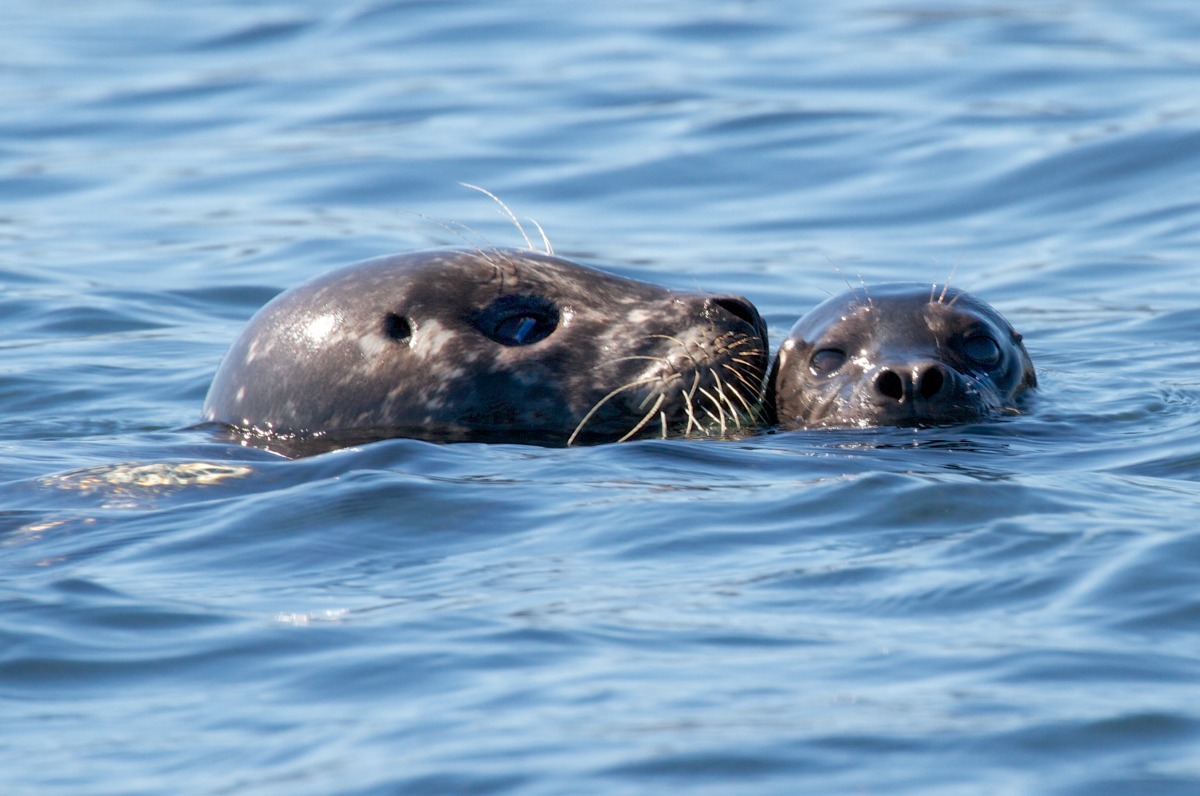 2012-08-16 at 10-32-53 animal, child, departure bay, mammmal, mother, ocean, pup, seal.jpg
