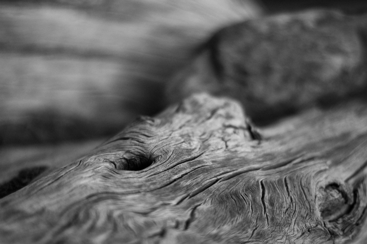 2009-07-04 at 08-44-44 log, weather, age, wood, silver, driftwood.jpg