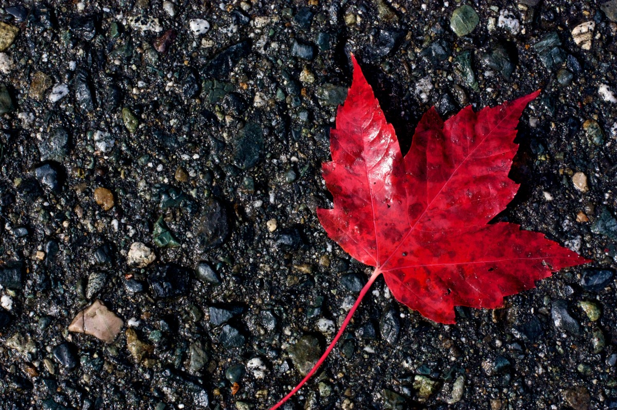 2009-10-10 at 12-09-041 leaf maple red canada symbol bruised pavement.jpg