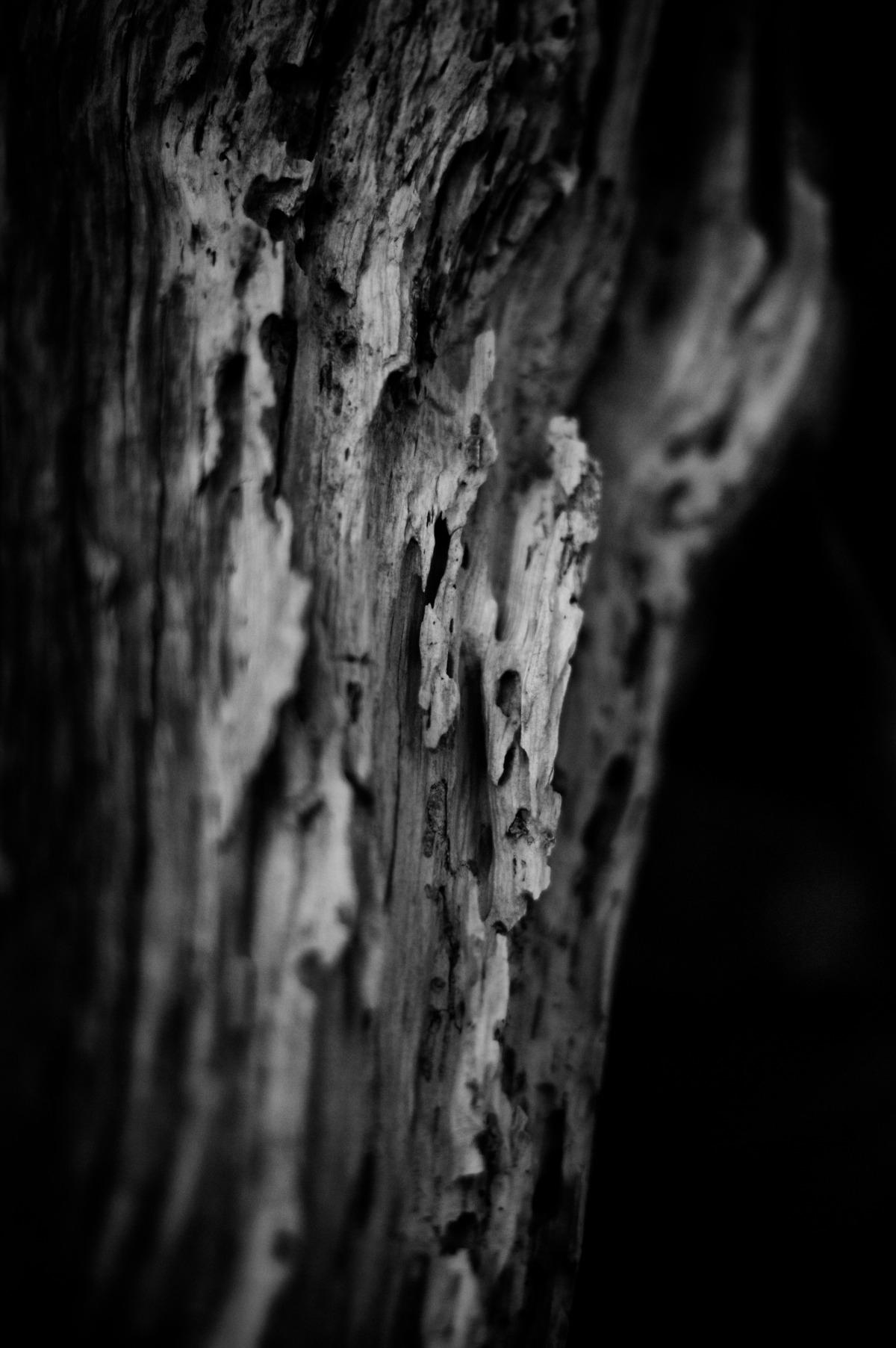 2009-07-04 at 08-42-41 dark death decay hiking juan de fuca ominous still life wood.jpg