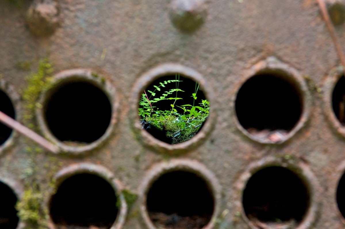 2009-07-28 at 07-31-18 antique old hot water abandoned life plant nature glacier national park.jpg