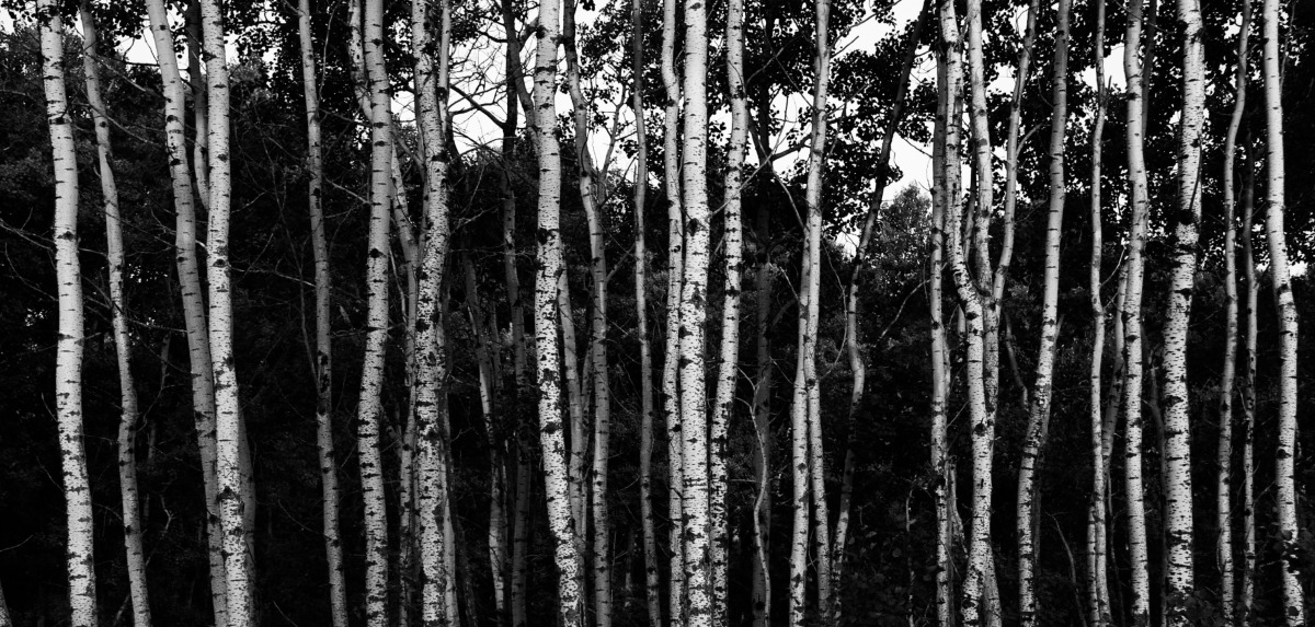 2009-08-01 at 18-39-17 nature trees birch poplar prairie trunk narrow.jpg