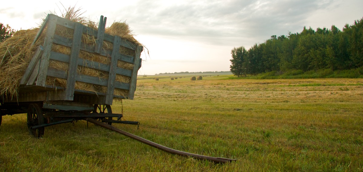 2009-08-01 at 18-03-54 field, harvest, hay rack, haying, praires, saskatchewan.jpg