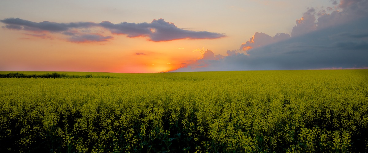 2012-07-07 at 18-35-59 canola sunset prairies yellow flowers field.jpg