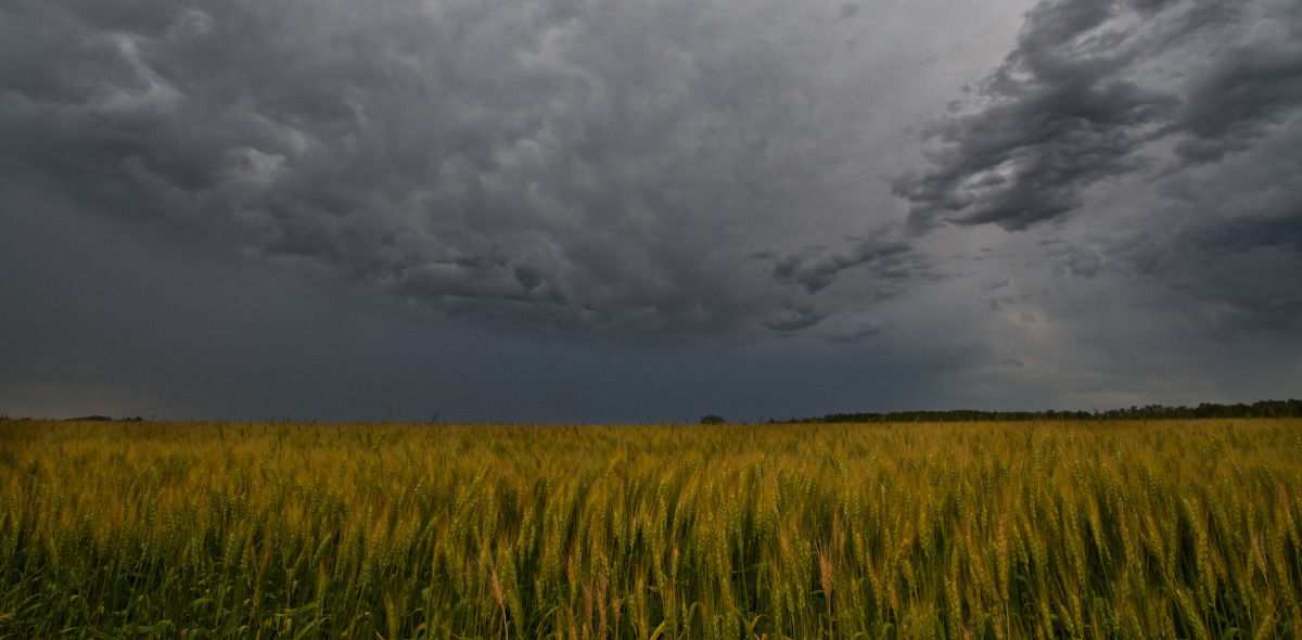 2012-07-12 at 05-19-47 wheat storm prairie field farm forboding thunder dark.jpg