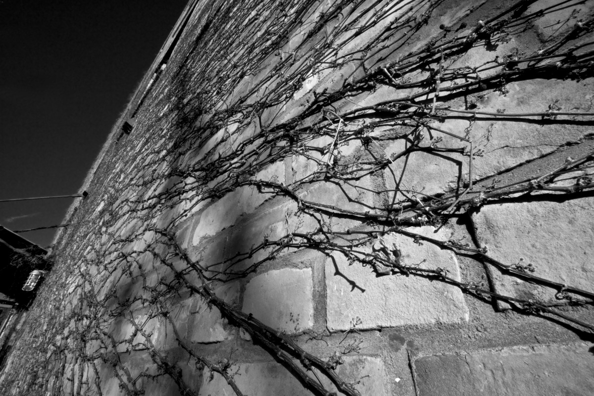 2012-02-04 at 15-07-42 architecture, bricks, ivy, looking up, sky, urban.jpg