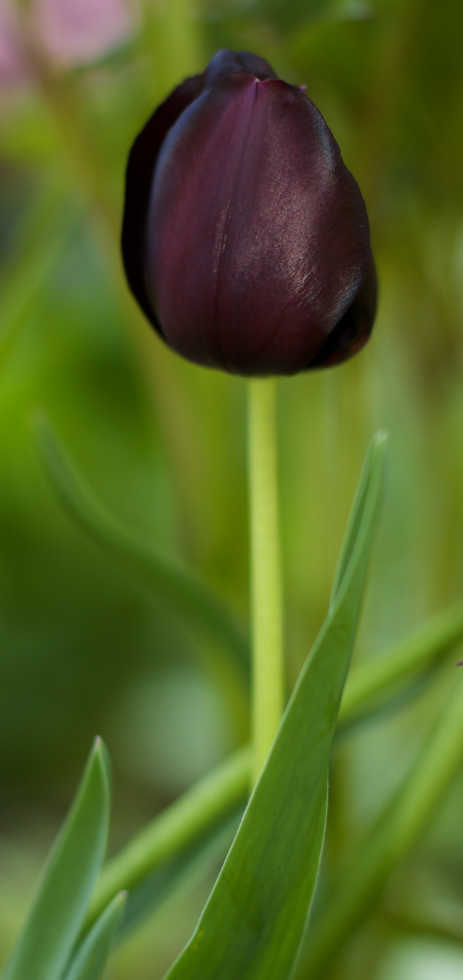 2011-05-22 at 12-22-01 Audbergine, Black, Dark Purple, Flowers, Garden, Purple, Tulip.jpg