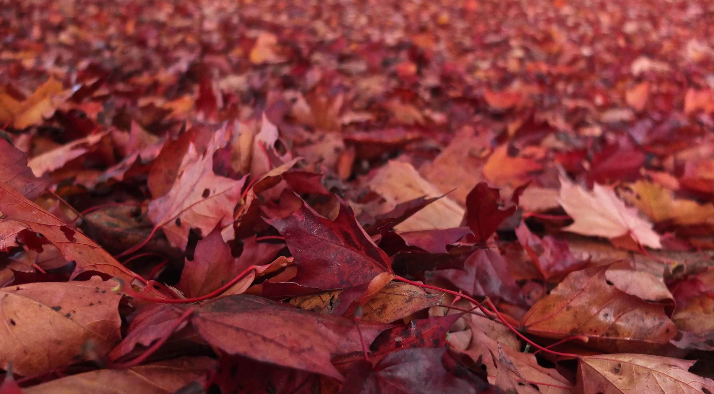 2012-10-20 at 08-47-57 Autumn, Dead, Fall, Foliage, Leaves, Nature, Orange, Red.jpg