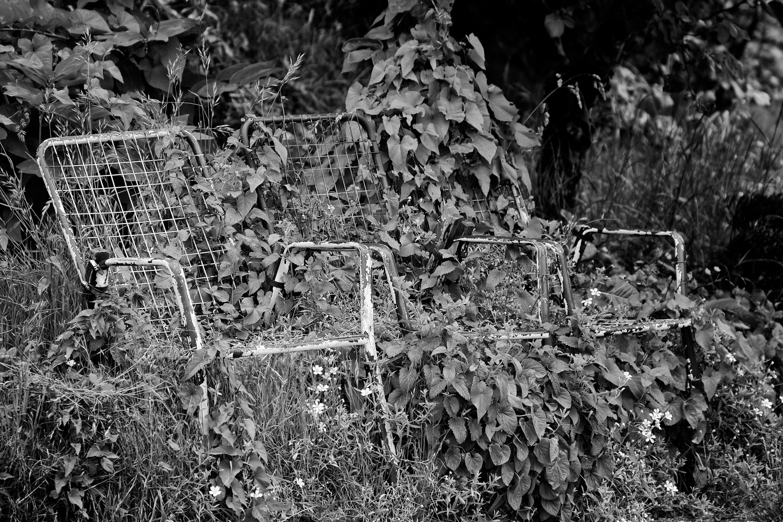 2013-06-08 at 10-54-30 Black & White, Ivy, Jungle, Lawn Chair, Still Life, Street Life.jpg