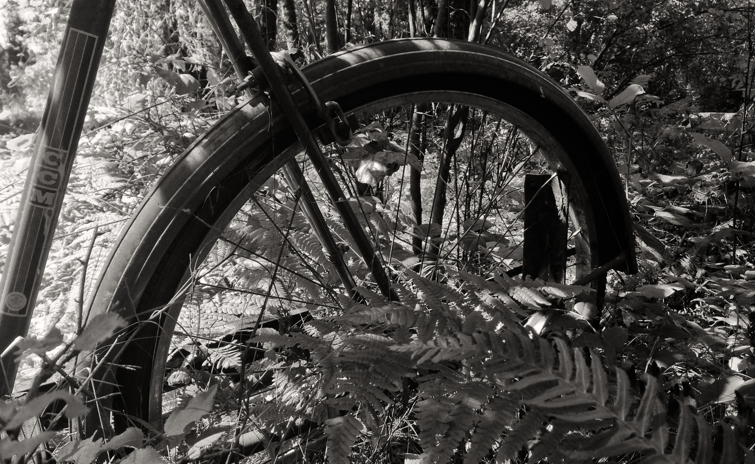 IMG_1805 Bike, CCM, Overgrown, Forest, Ferns, Black & White.jpg