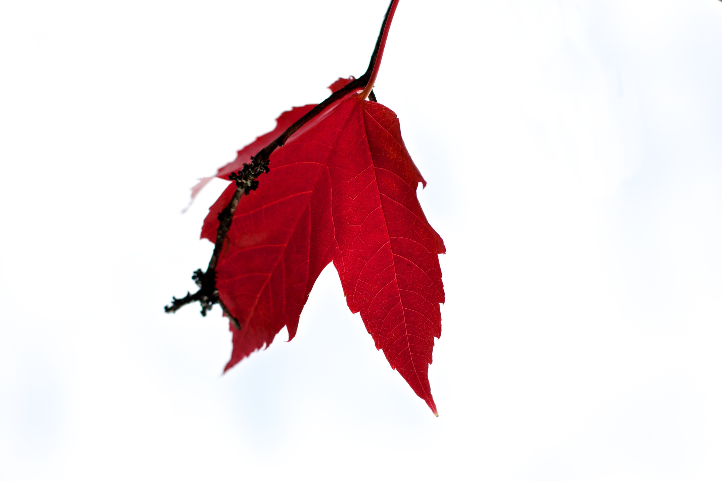 2009-10-10 at 11-27-24 Leaf, Still Life, Red, White, High Key, Transluscent.jpg