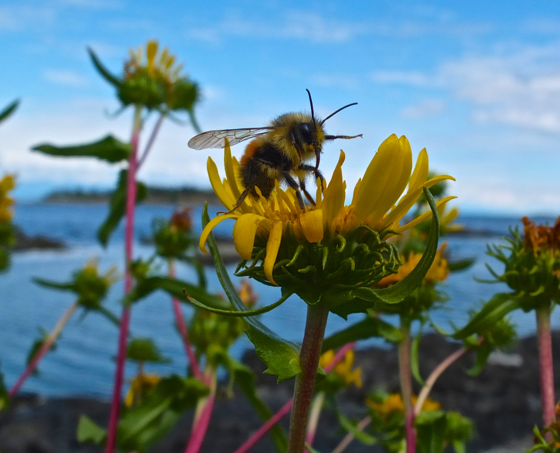 2014-06-20 at 15-01-35 Bee, Blue Sky, Flight, Macro, Ocean, Wildlife, Yellow Flower.jpg