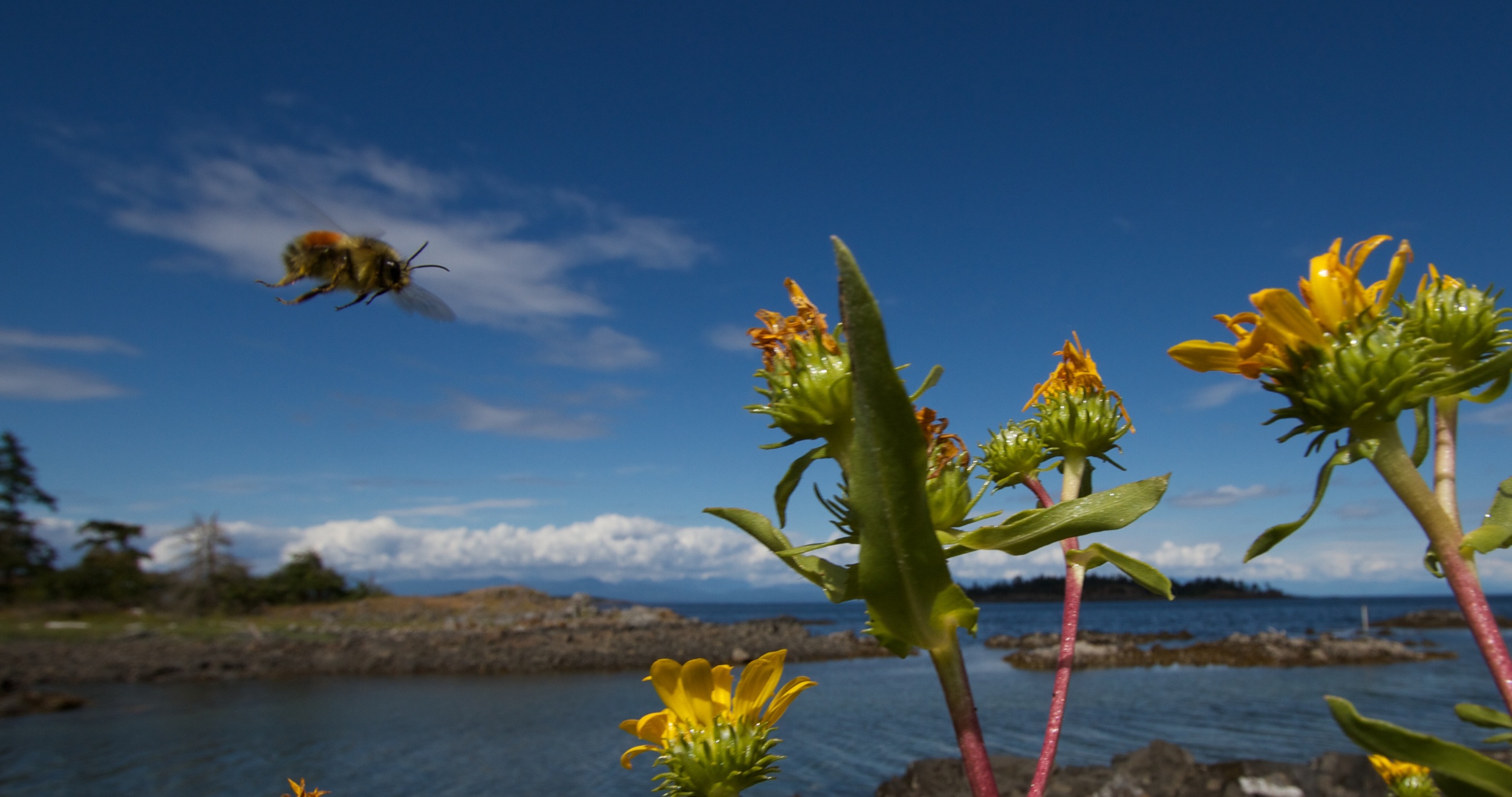 2014-06-20 at 16-14-31 Bee, Blue Sky, Flight, Macro, Ocean, Wildlife, Yellow Flower.jpg