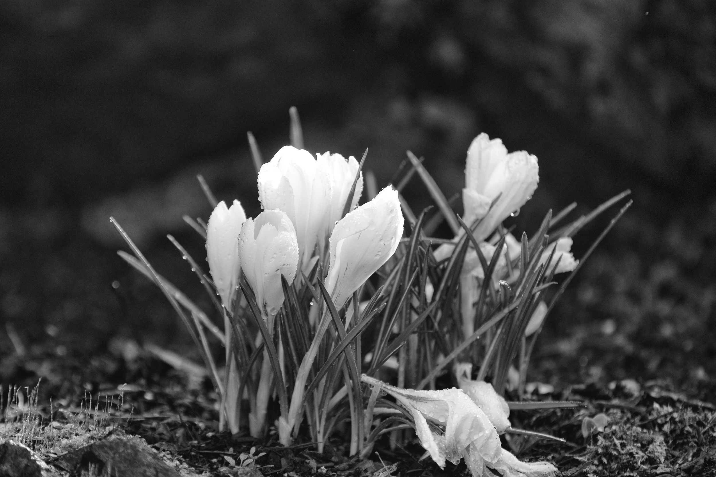2016-03-05 at 11-14-33 Flower, Black & White, Droplet, Water, Mist, White, Snow Drop.jpg
