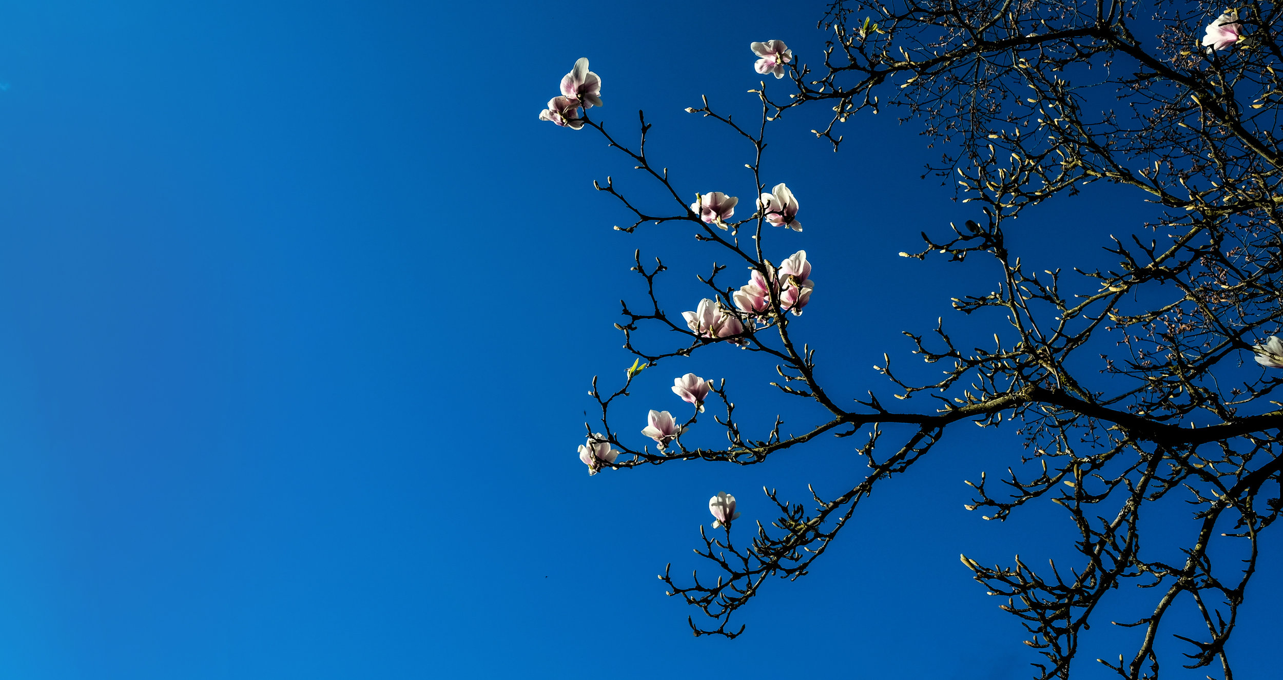 Berg-21-Apr-2017-16-51-09 Magnolia, Blossoms, Flowers, Sky, Blue.jpg